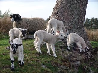 Fun For Lambs